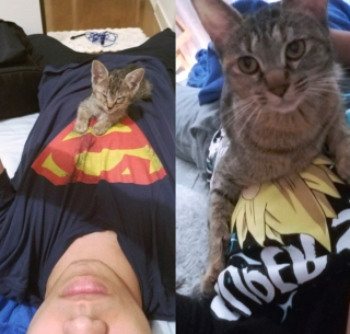 Illustration de l'article : 10 photos touchantes d'animaux manifestant un attachement inconditionnel à leurs humains