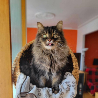 Illustration de l'article : Une femme ruse pour s&rsquo;approcher d&rsquo;un chat errant mal en point et tente de le sauver