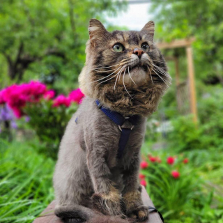 Illustration de l'article : Une femme ruse pour s&rsquo;approcher d&rsquo;un chat errant mal en point et tente de le sauver