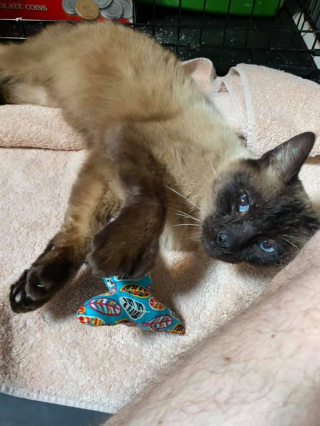 Illustration de l'article : Avec ses grandes pattes ainsi que sa douceur, ce chat polydactyle séduit bénévoles et adoptants