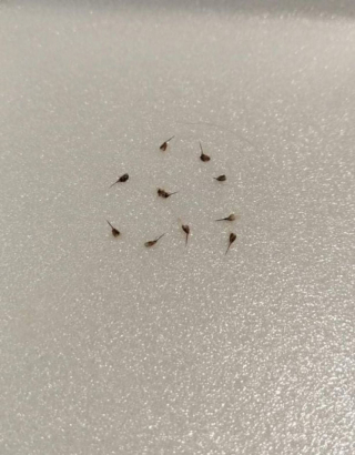 Illustration de l'article : Des vétérinaires retirent 10 dards de guêpes à un chien, dont le pronostic vital était engagé