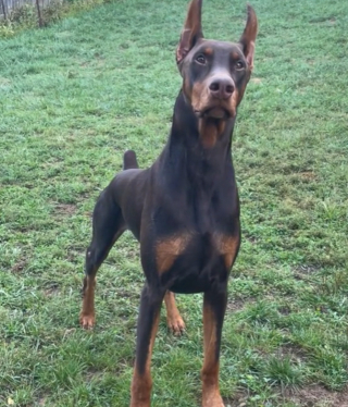 Illustration de l'article : Un Dobermann « effrayant » brise les stéréotypes de la race en s’emmitouflant dans son plaid réconfortant (vidéo)