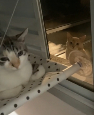 Illustration de l'article : Une chatte réticente à l’approche d’un félin errant se laisse séduire jour après jour (vidéo)