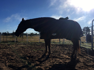 Illustration de l'article : 16 photos racontant la belle histoire d'un chat et d'un cheval partageant une amitié unique