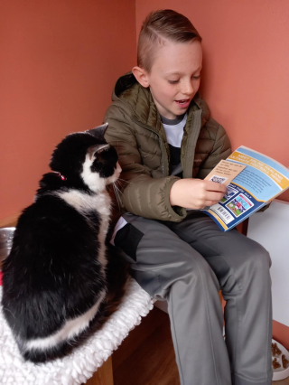 Illustration de l'article : Un établissement encourage les enfants à lire des histoires aux chats âgés pour leur tenir compagnie