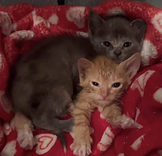 Illustration de l'article : Une chatonne errante se rebelle avant de comprendre qu’elle peut recevoir autant d’attention qu’elle le souhaite