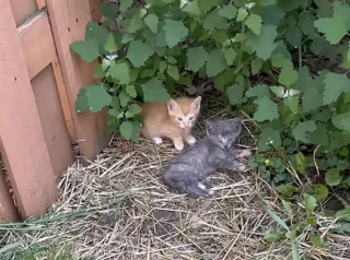 Illustration de l'article : Une chatonne errante se rebelle avant de comprendre qu’elle peut recevoir autant d’attention qu’elle le souhaite