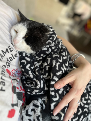 Illustration de l'article : Un chat errant patiente devant une maison en espérant pouvoir entrer pour se réchauffer (vidéo)