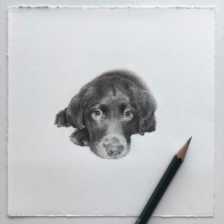 Illustration de l'article : 20 portraits hyperréalistes et émouvants de chiens et de chats réalisés par une artiste au talent incommensurable