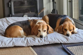 Illustration de l'article : Des moyens inédits déployés pour tenter de retrouver un Beagle perdu depuis une semaine