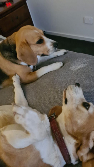 Illustration de l'article : Des moyens inédits déployés pour tenter de retrouver un Beagle perdu depuis une semaine