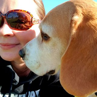 Illustration de l'article : Des moyens inédits déployés pour tenter de retrouver un Beagle perdu depuis une semaine