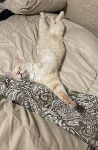 Illustration de l'article : Un chat endeuillé et ayant perdu une patte suite à un acte de cruauté parvient à aller de l'avant grâce à une infirmière