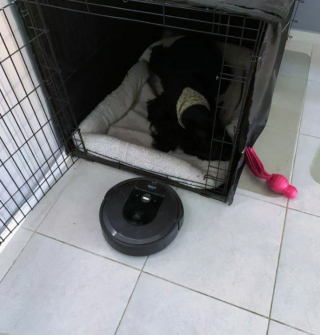 Illustration de l'article : 15 photos de chiens face à des aspirateurs robots et ne sachant pas vraiment ce qu'ils doivent en penser