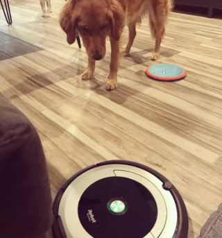 Illustration de l'article : 15 photos de chiens face à des aspirateurs robots et ne sachant pas vraiment ce qu'ils doivent en penser