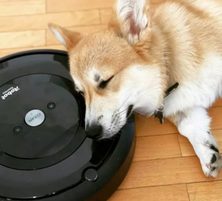 Illustration de l'article : 15 photos de chiens face à des aspirateurs robots et ne sachant pas vraiment ce qu'ils doivent en penser