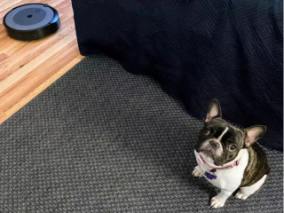 Illustration de l'article : 15 photos de chiens face à des aspirateurs robots et ne sachant pas vraiment ce qu'ils doivent en penser