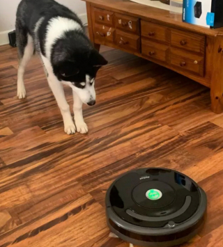 Illustration de l'article : 15 photos de chiens face à des aspirateurs robots et ne sachant pas vraiment ce qu'ils doivent en penser