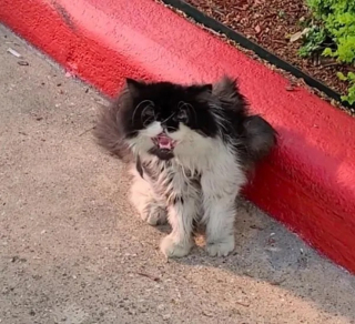 Illustration de l'article : Le renouveau d'un chat Persan abandonné : comment Hampton a retrouvé sa joie de vivre