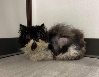 Illustration de l'article : Le renouveau d'un chat Persan abandonné : comment Hampton a retrouvé sa joie de vivre