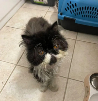 Illustration de l'article : Le renouveau d'un chat Persan abandonné : comment Hampton a retrouvé sa joie de vivre