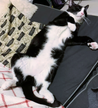 Illustration de l'article : 14 photos qui prouvent que nos amis les chats sont d'incroyables remèdes contre la morosité