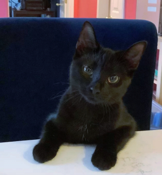 Illustration de l'article : 14 photos qui prouvent que nos amis les chats sont d'incroyables remèdes contre la morosité