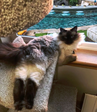 Illustration de l'article : 14 photos qui prouvent que nos amis les chats sont d'incroyables remèdes contre la morosité