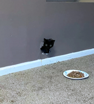 Illustration de l'article : 14 photos qui prouvent que nos amis les chats sont d'incroyables remèdes contre la morosité