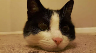 Illustration de l'article : 14 photos qui prouvent que nos amis les chats sont d'incroyables remèdes contre la morosité