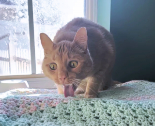 Illustration de l'article : 14 photos qui prouvent que nos amis les chats sont d'incroyables remèdes contre la morosité