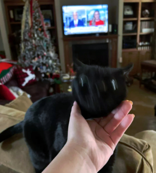 Illustration de l'article : 14 photos qui prouvent que nos amis les chats sont d'incroyables remèdes contre la morosité