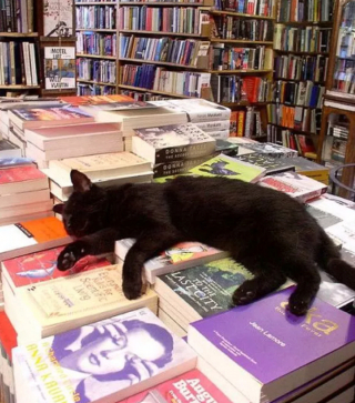 Illustration de l'article : 14 photos qui prouvent que nos amis les chats sont d'incroyables remèdes contre la morosité