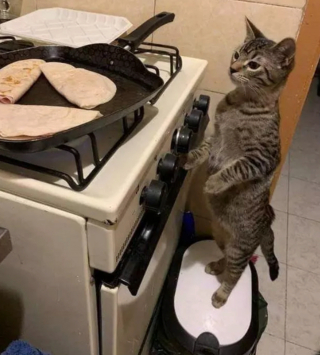 Illustration de l'article : 14 photos qui prouvent que nos amis les chats sont d'incroyables remèdes contre la morosité