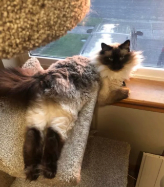 Illustration de l'article : 14 photos qui prouvent que nos amis les chats sont d'incroyables remèdes contre la morosité