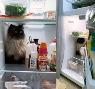 Illustration de l'article : 14 photos qui prouvent que nos amis les chats sont d'incroyables remèdes contre la morosité