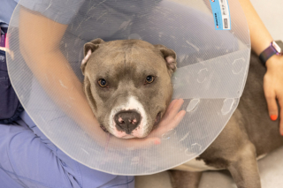 Illustration de l'article : Son chien disparaît à proximité d’une autoroute, il lance un appel sur les réseaux sociaux pour le retrouver