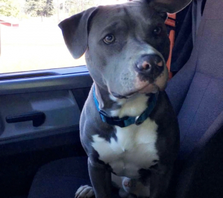 Illustration de l'article : Son chien disparaît à proximité d’une autoroute, il lance un appel sur les réseaux sociaux pour le retrouver