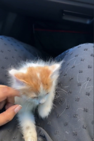 Illustration de l'article : Une sauveteuse n’hésite pas à traverser l’autoroute pour secourir un chaton abandonné sur un terre-plein (vidéo)