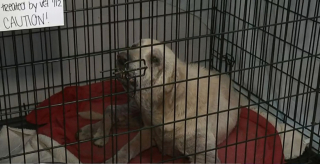 Illustration de l'article : Des bénévoles trouvent un chien gravement négligé depuis des années et demandent aux autorités d’ouvrir une enquête