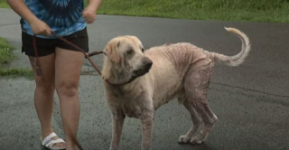 Illustration de l'article : Des bénévoles trouvent un chien gravement négligé depuis des années et demandent aux autorités d’ouvrir une enquête