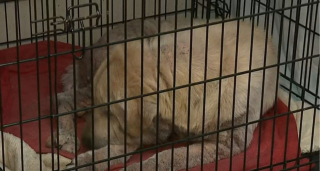 Illustration de l'article : Des bénévoles trouvent un chien gravement négligé depuis des années et demandent aux autorités d’ouvrir une enquête