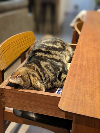 Illustration de l'article : 20 photos de chats qui boudent leur panier et choisissent des lieux de repos improbables