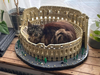 Illustration de l'article : 20 photos de chats qui boudent leur panier et choisissent des lieux de repos improbables