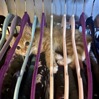 Illustration de l'article : 20 photos de chats qui boudent leur panier et choisissent des lieux de repos improbables