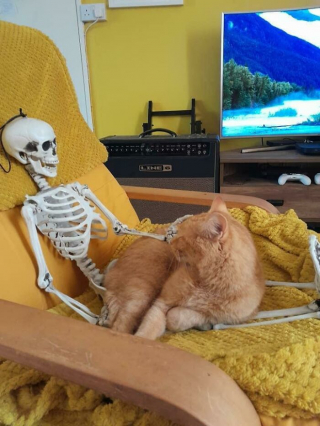 Illustration de l'article : 20 photos de chats qui boudent leur panier et choisissent des lieux de repos improbables