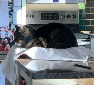 Illustration de l'article : 20 photos de chats qui boudent leur panier et choisissent des lieux de repos improbables