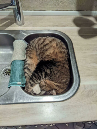 Illustration de l'article : 20 photos de chats qui boudent leur panier et choisissent des lieux de repos improbables