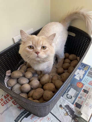 Illustration de l'article : 20 photos de chats qui boudent leur panier et choisissent des lieux de repos improbables
