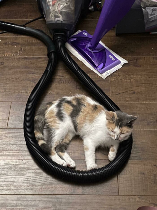 Illustration de l'article : 20 photos de chats qui boudent leur panier et choisissent des lieux de repos improbables